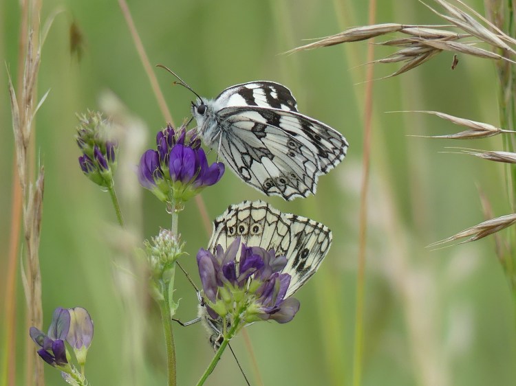Deux papillons en train de butiner