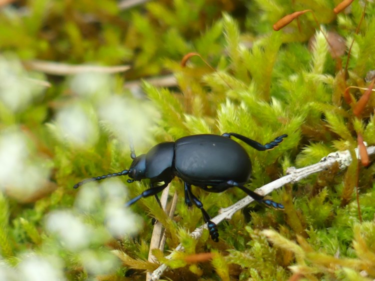 Un timarque en train de marcher