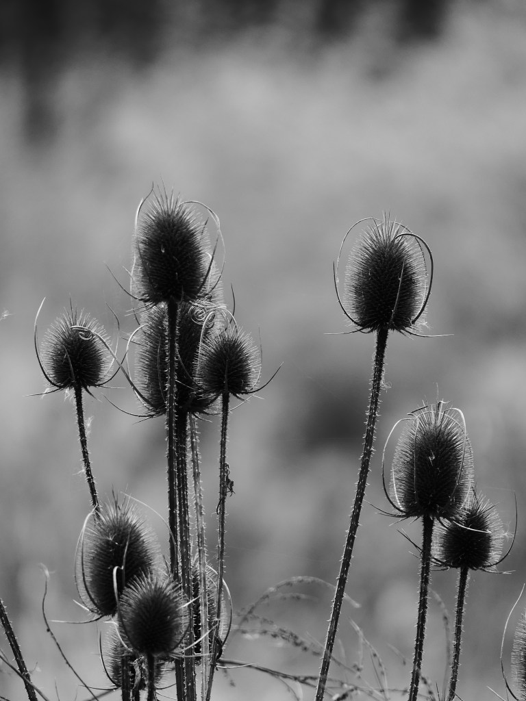 Photographie en noir et blanc de chardons secs