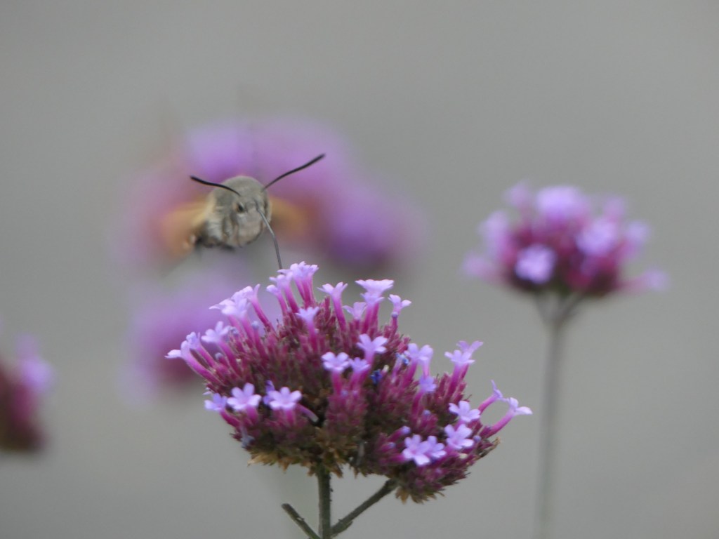Sphinx colibri en train de butiner une fleur