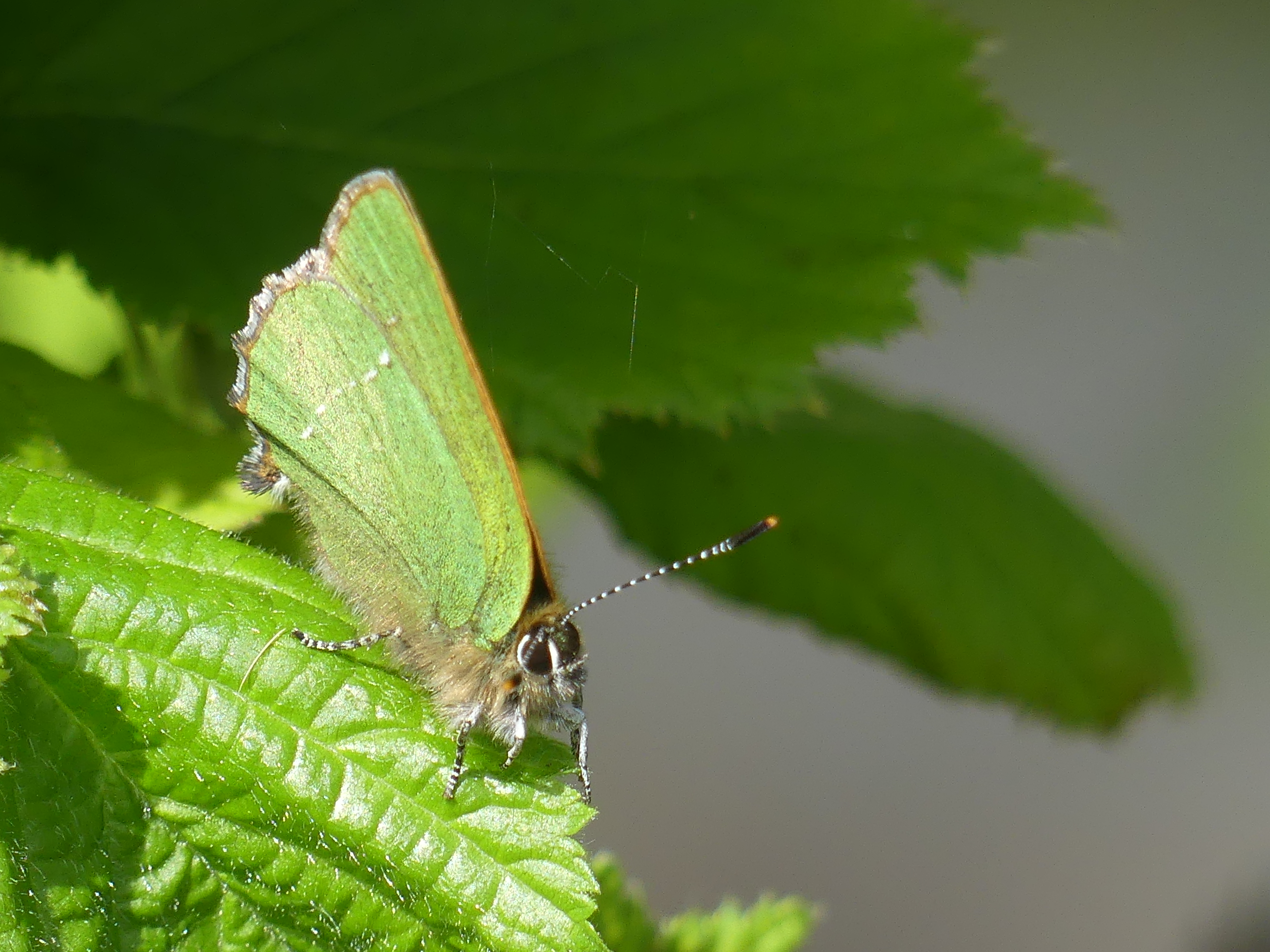 papillon aux ailes vertes, posé sur une feuille verte