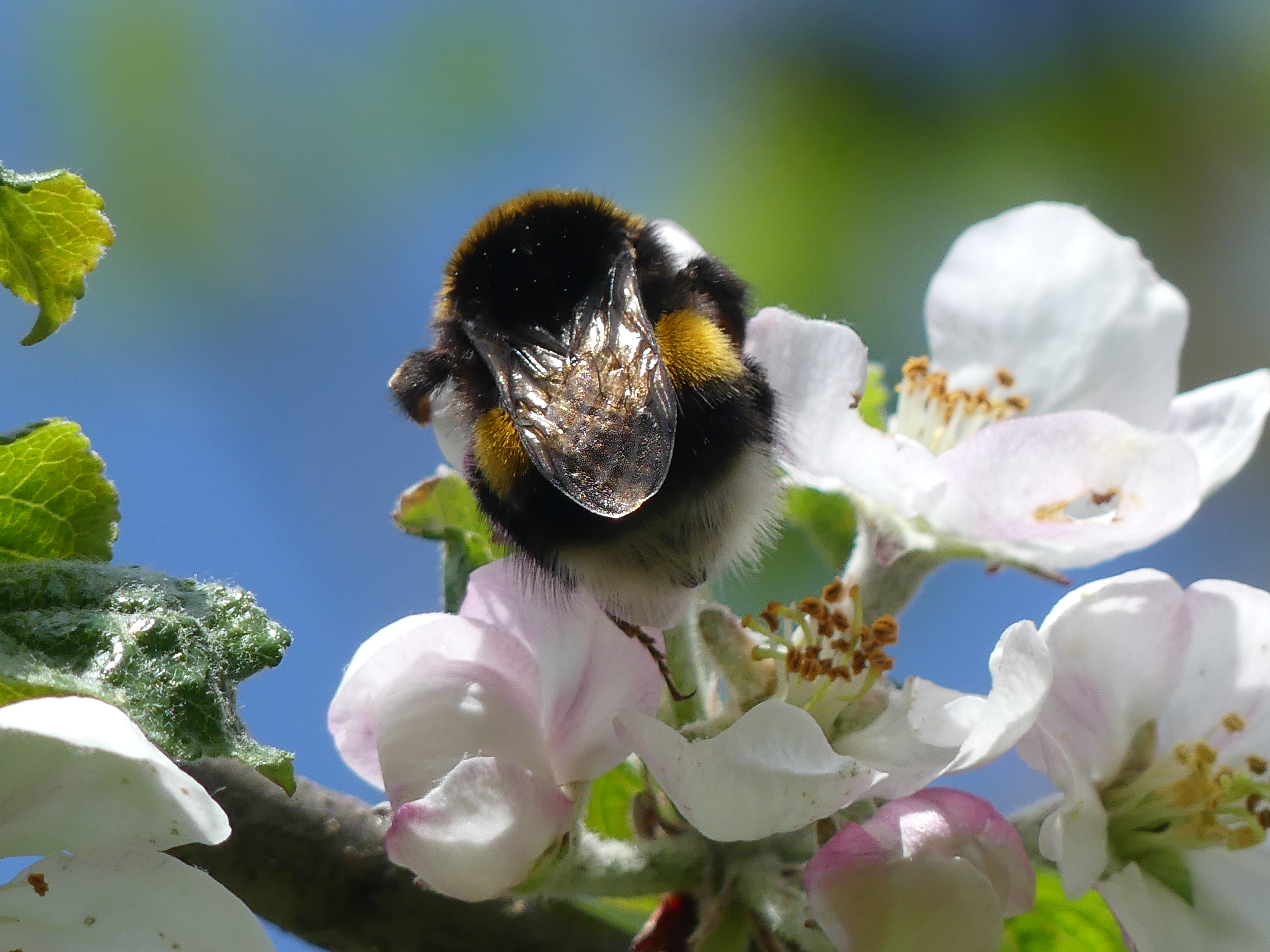 Bourdon, de dos, en train de butiner des fleurs.