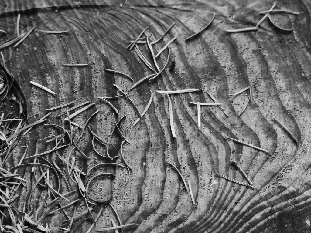 Détail des cernes d'un arbre, parsemés d'aiguilles.