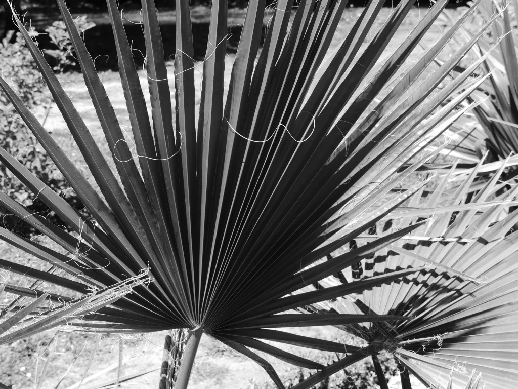 Feuilles d'un palmier à jupon.