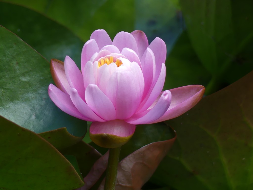 Fleur de nymphéa rose