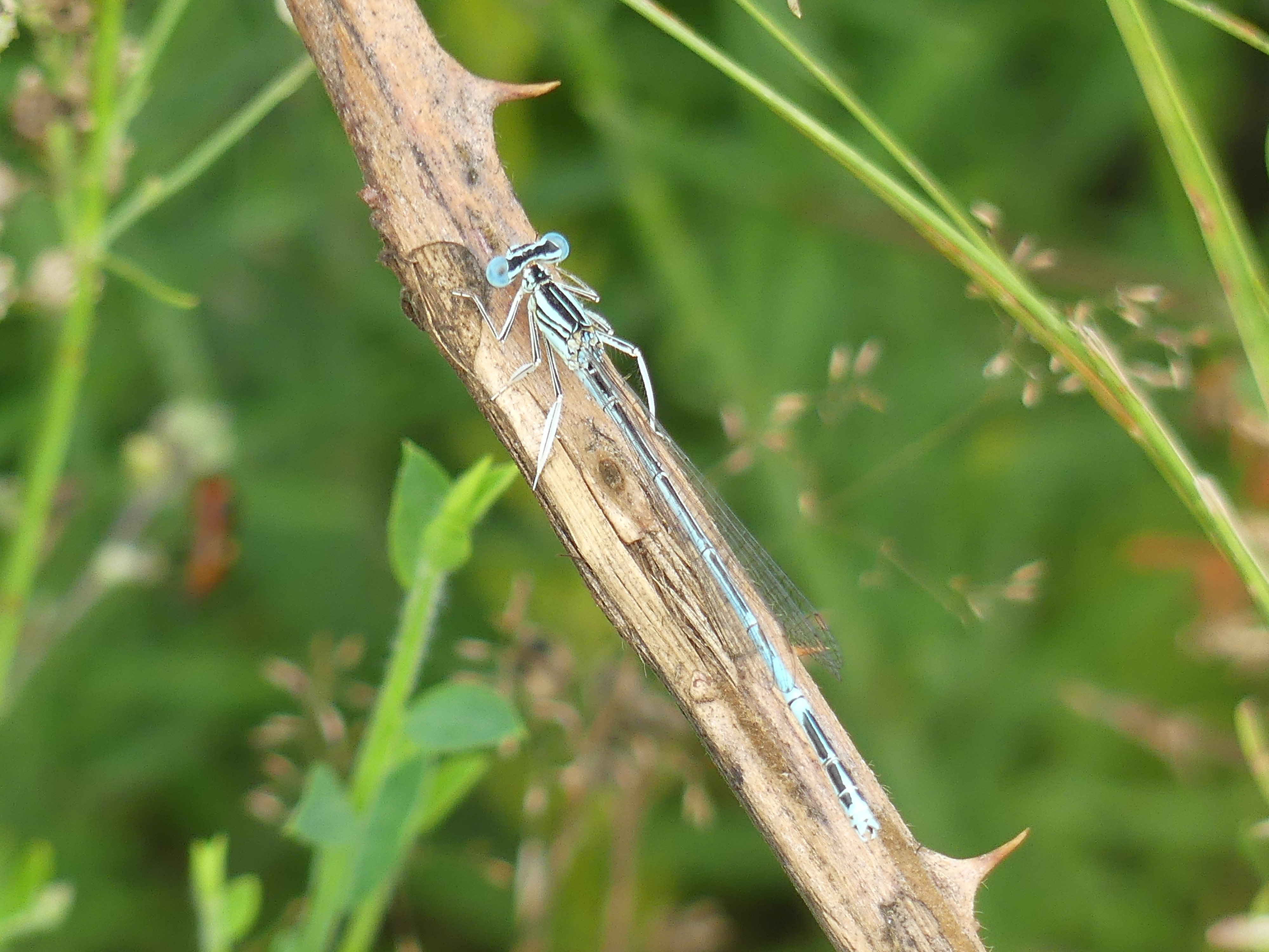 Libellule posée sur une branche.