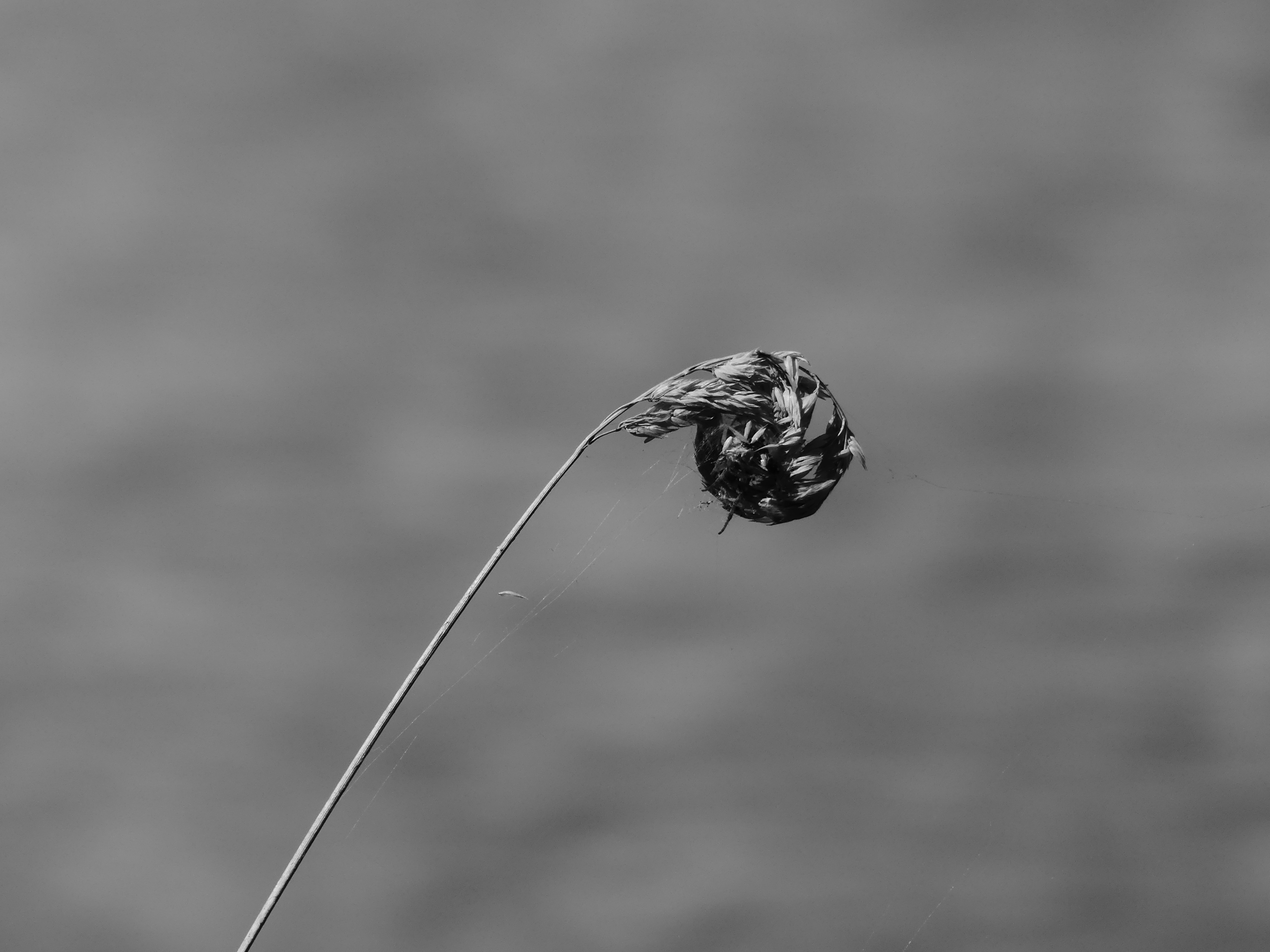 Plante à l'extrémité recourbée en forme de crosse, photographiée en noir et blanc.