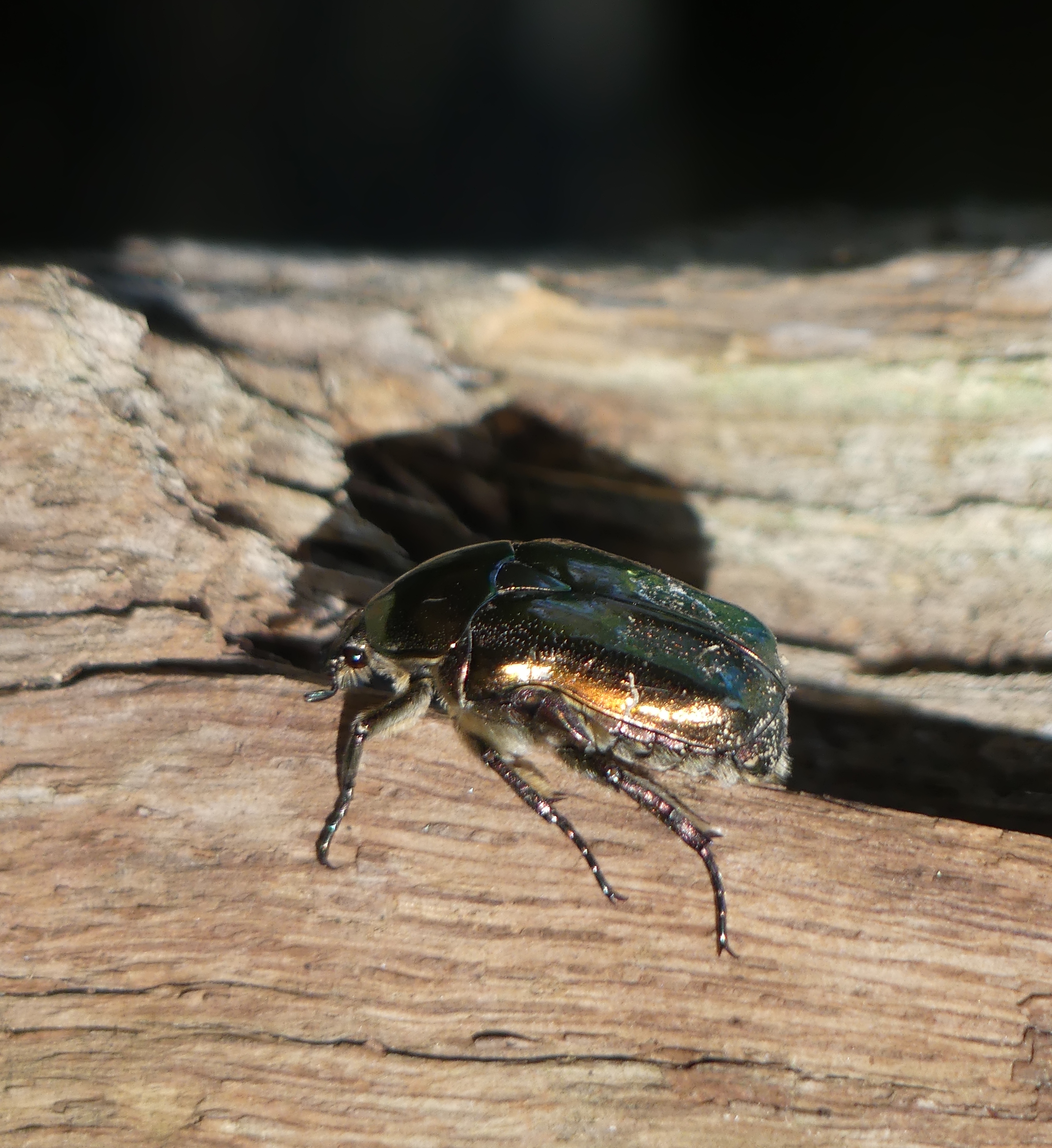 scarabée doré marchant sur un tronc d'arbre
