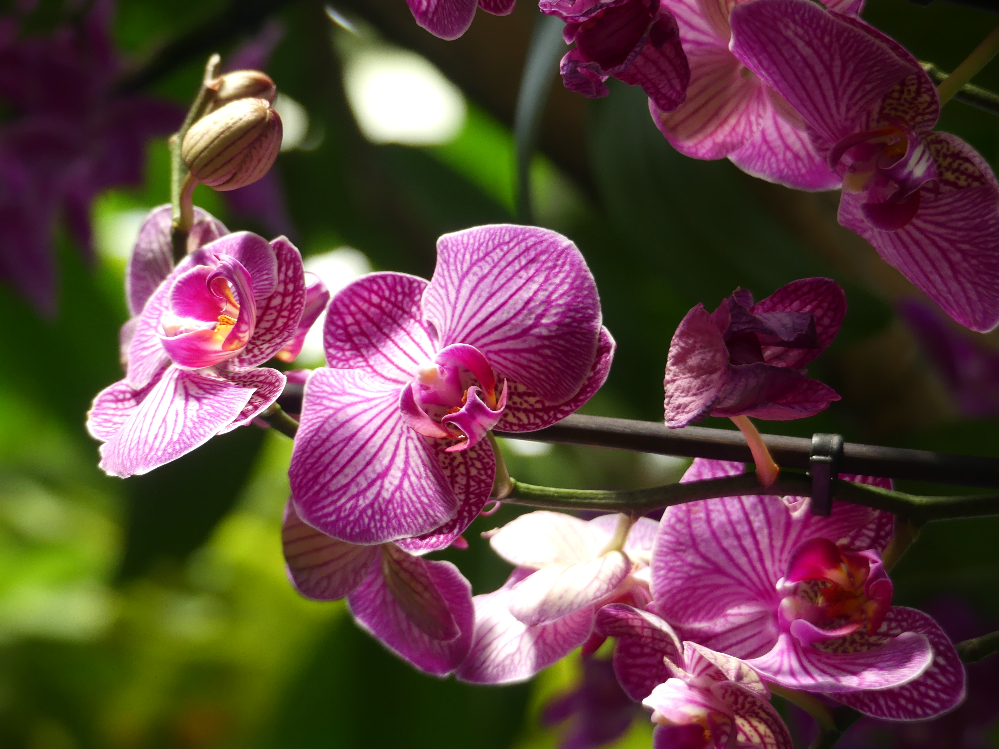 Orchidées de couleur rose.