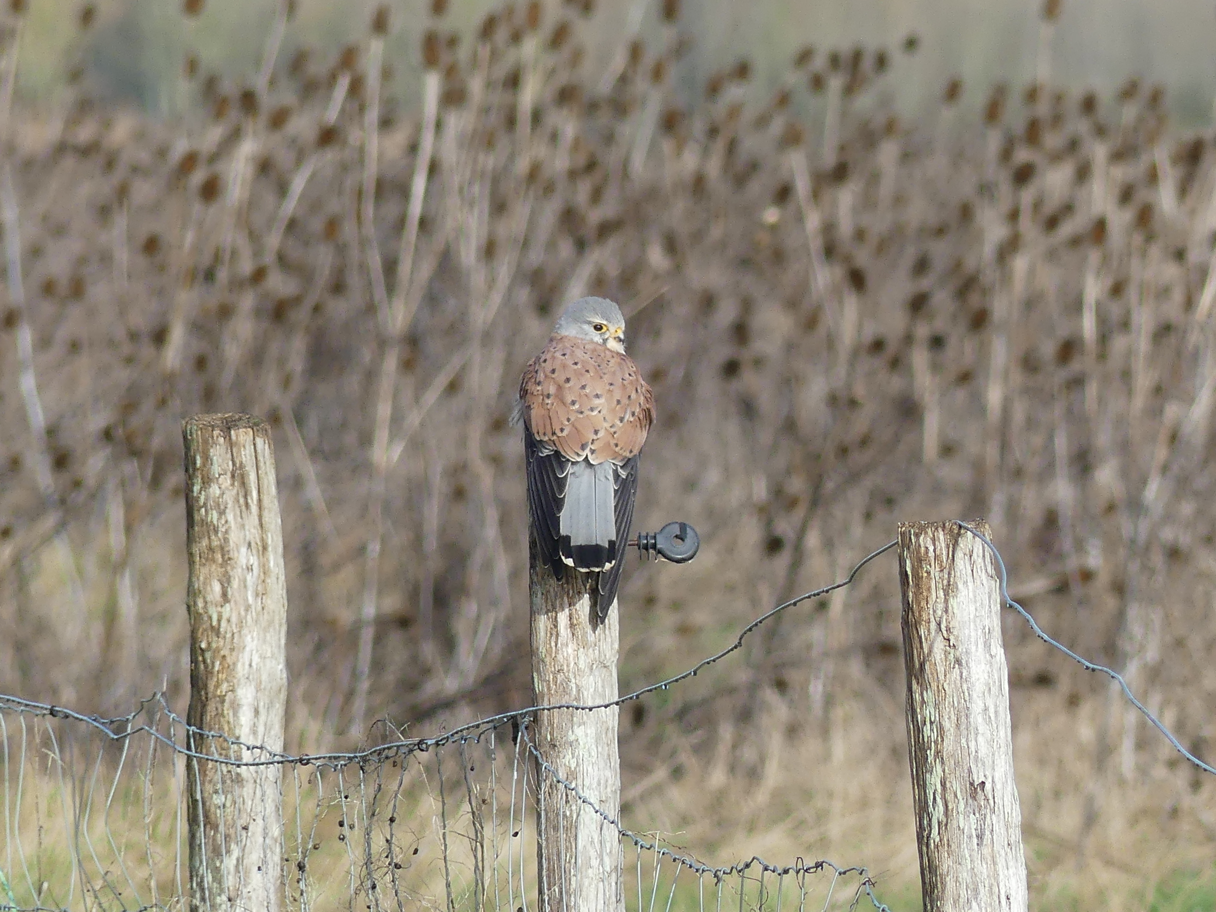 Faucon crécerelle perché sur un poteau en bois.