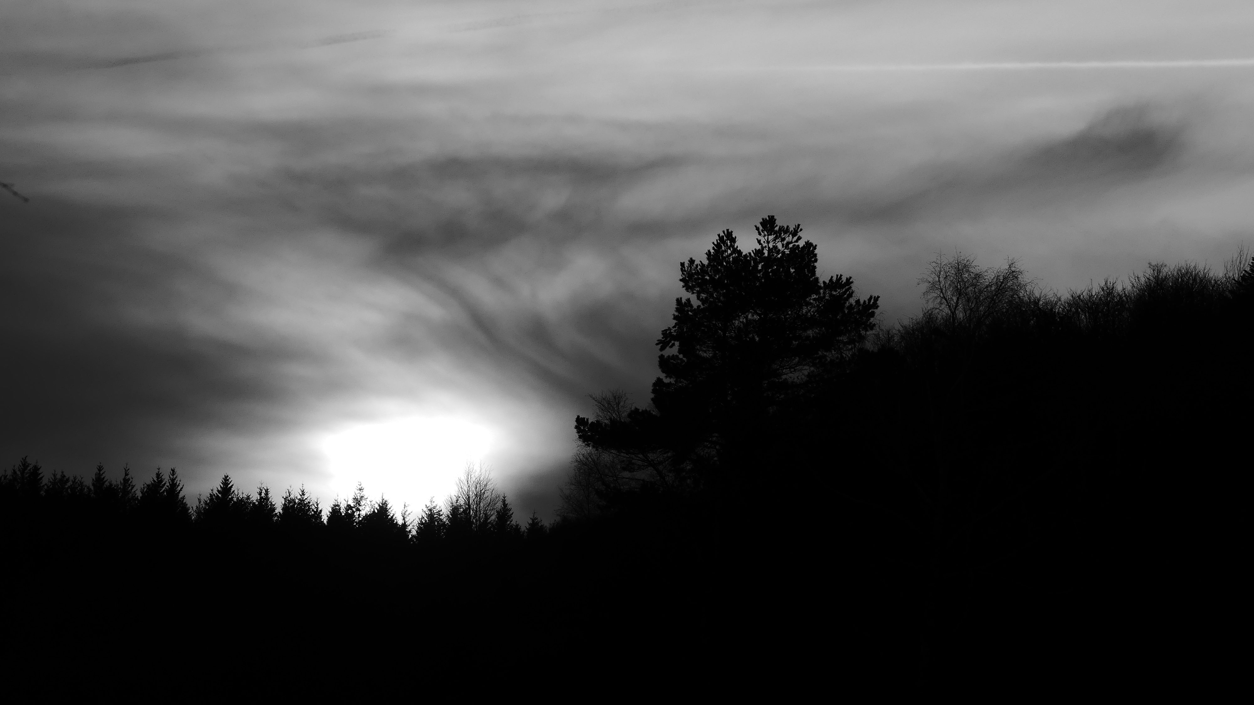 Arbres et coucher de soleil, en noir et blanc