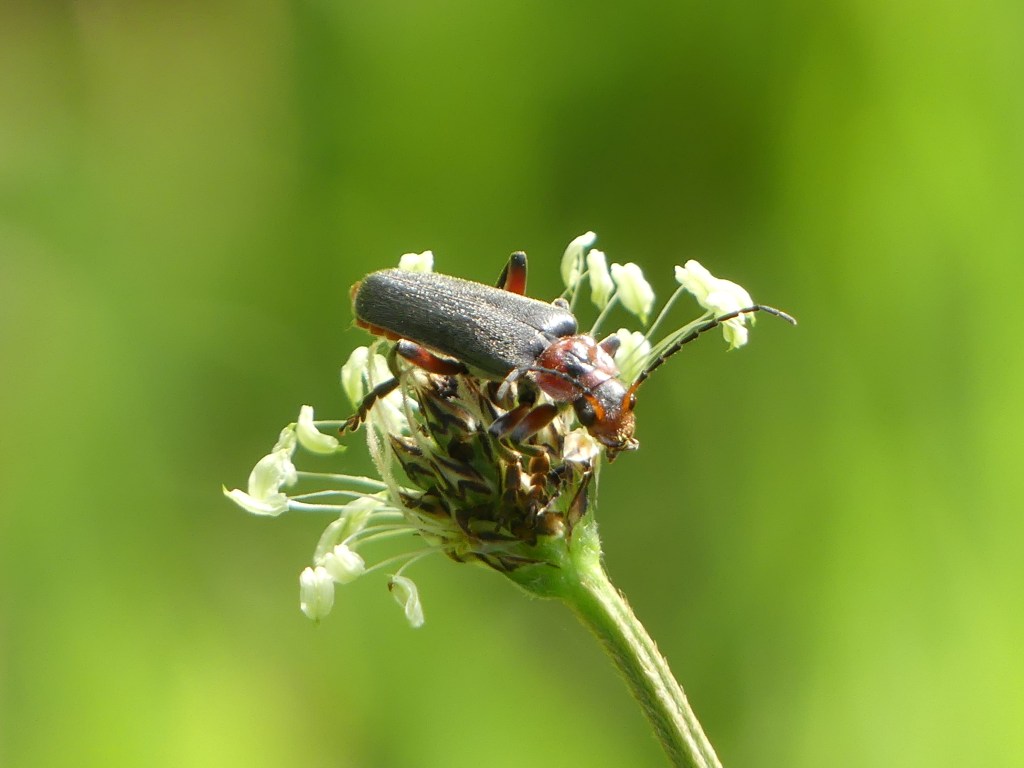 Photographie d'un téléphore moine sur une fleur.