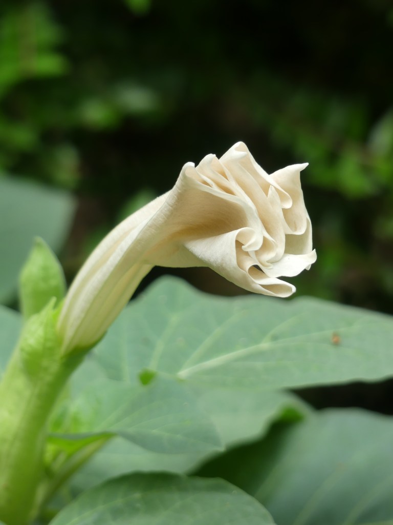 Photographie d'une fleur blanche dont les pétales forment des plis.