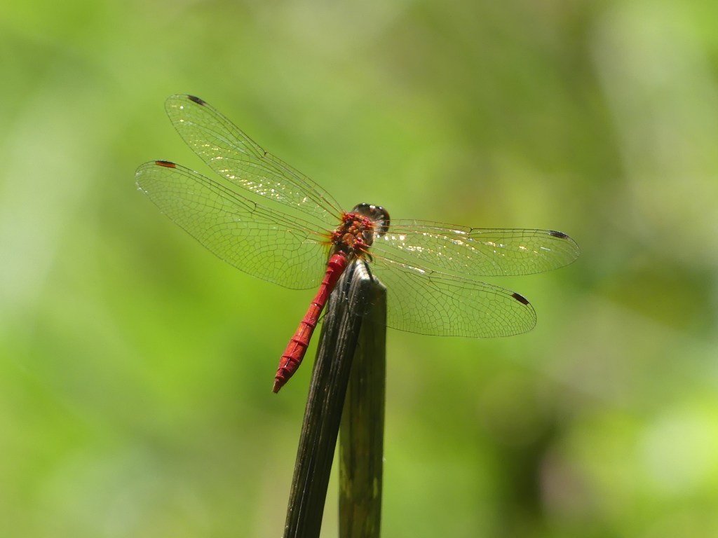Photographie d'une libellule rouge, posée sur un jonc.