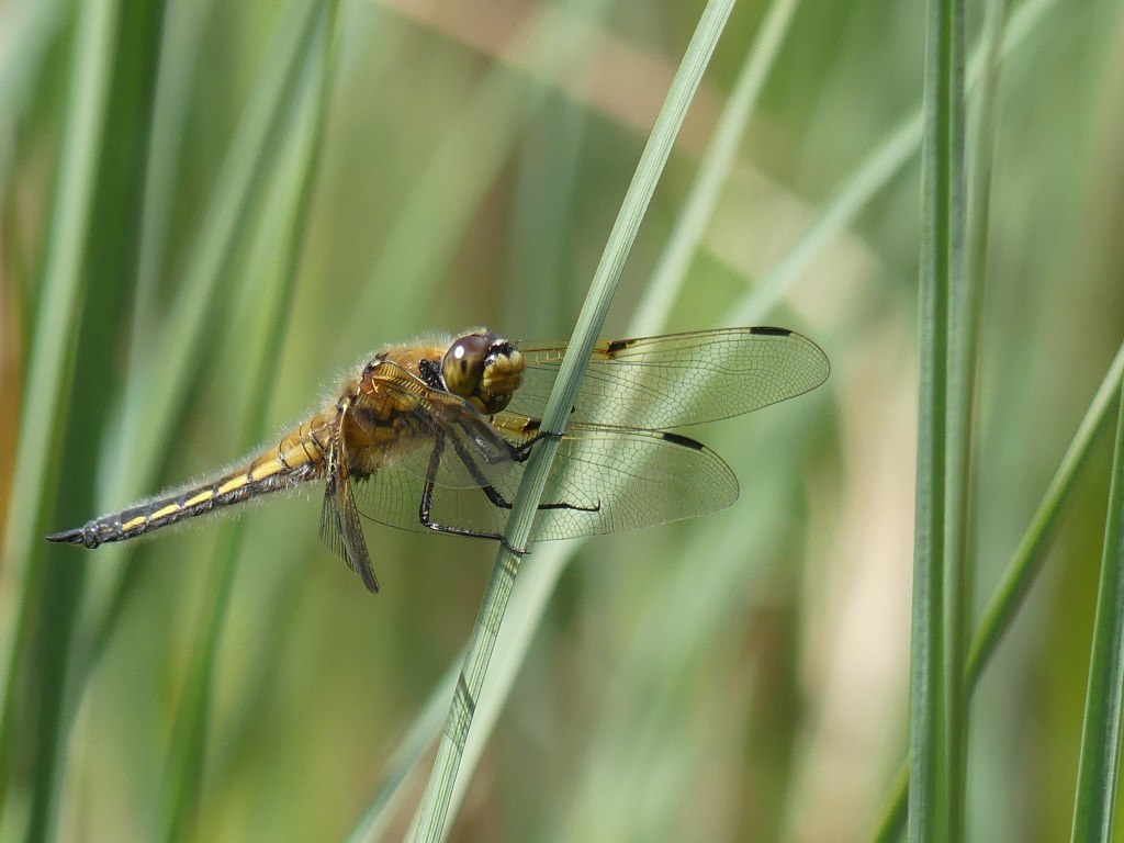 Photographie d'une libellule jaune et noire s'accrochant à une tige.